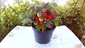 Флорида петит - Комнатный сорт томата.