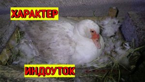 ✅Как проверить яйца под Индоуткой/ Овоскопирование яиц/ Мускусные утки/ Индоутка на яйцах
