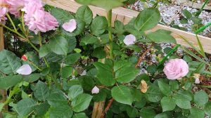 Роза🌹 РОЗФИН МАРИЯ ГЕНРИЕТТА