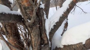 Черемуха Маака зимой. Небольшой обзор.