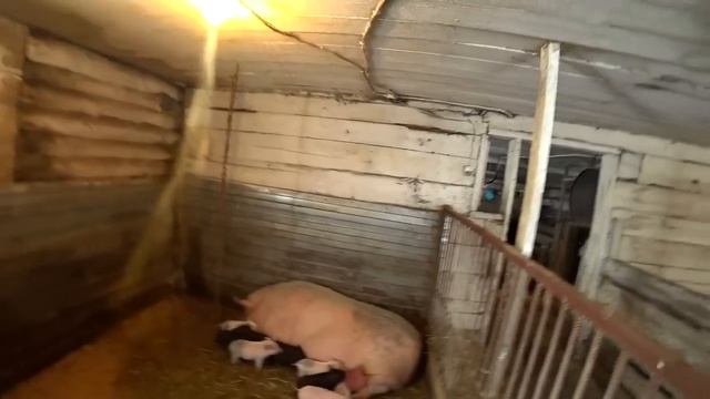 Кормление телят ЗЦМ. Стоит ли держать кроликов ради денег. Наши будни в деревне. смотреть онлайн