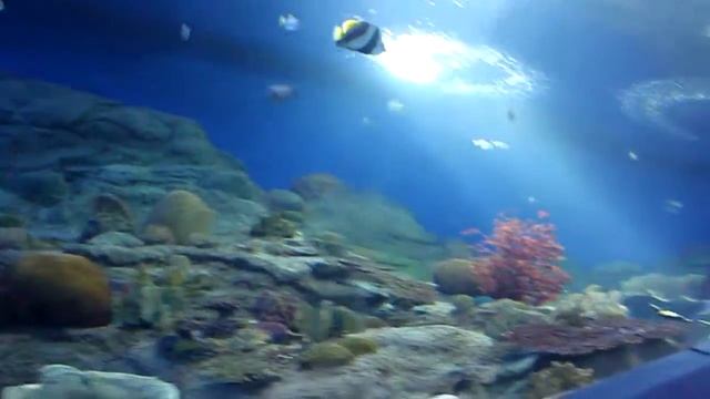 Океанариум (Паттая, Тайланд) смотреть онлайн