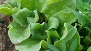 Суккулентные чудеса? Мезембриантемум хрустальный или нет...