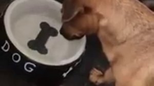 Собака пытается достать со дна миски нарисованную кость