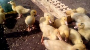 Утки Мулард. решил попробовать. вся правда. Что Как По чем ???