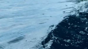 Белухи на Соловецких островах