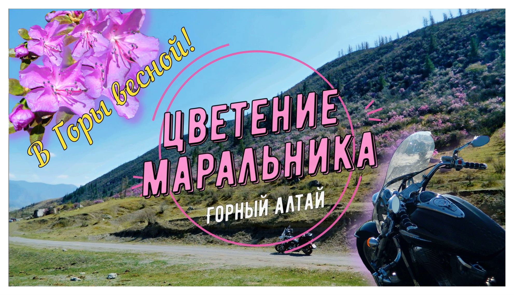 Цветение Маральника на Алтае|Едем любоваться|Мотопутешествие