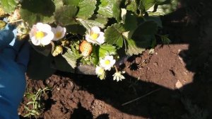 СТОИТ ЛИ ВЫРАЩИВАТЬ КЛУБНИКУ СЕМЕНАМИ    ИЗ КРАСИВОГО ПАКЕТИКА . КЛУБНИКА  РОМАН