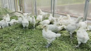 Четырех недельные цыплята Бресс гальской породы в курятнике ферма в Байдарской долине, Крым