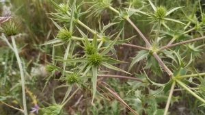 CARD CORREDOR, ERYNGIUM CAMPESTRE L.