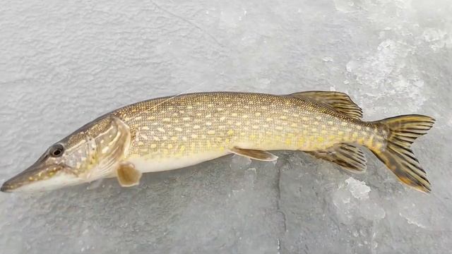 Ловля щуки на торфяных карьерах смотреть онлайн