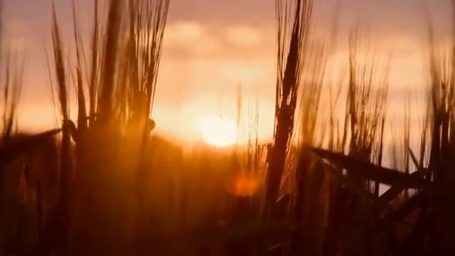 Шум_осеннего_дождя_в_лесу,пение_птиц._Медитаци 7 смотреть онлайн