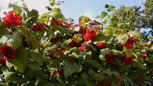 Футажи калины и заката