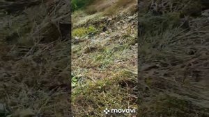 Трактор т-40 заготовка сена окончена  грабли ворошилки старого образца на трактор т-40