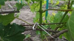Виноград. Сохраняем плодовые почки для следующего урожая