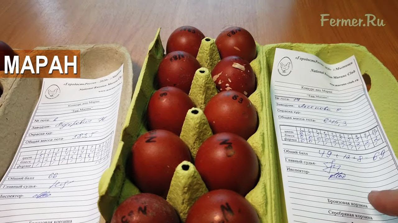 Маран - куры несущие пасхальные яйца. Конкурс кур породы Маран. Выставка Гордость России-2020