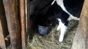 кормление месячного бычка