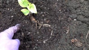 ХОСТА  из пакета .Покупка в августе. ПРАВИЛЬНАЯ посадка. Осенняя посадка и уход