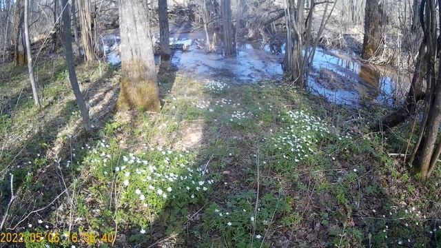 Даже не другом конце леса, выросла белая ветреница. смотреть онлайн