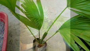 How to care China fan palm | LIVISTONA CHINENSIS |table palm Footstall palm |LIVISTONA ROTUNDIFOLIA