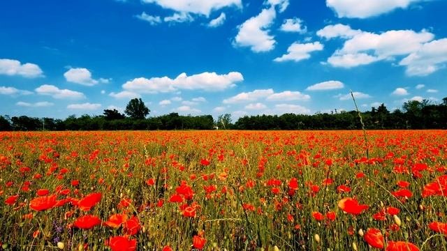 Живые цветы ? Релакс музыка для души | Natural Flowers ?Meditation Music. Healing Music, Relaxing