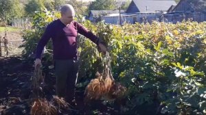 САЖЕНЦЫ ОСЕНЬ 2022