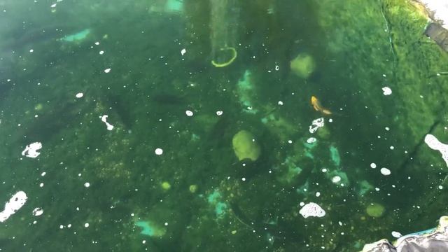 Как я поборол нитчатые водоросли( Нитчатку). #нитчатка#биоплато#пруд#осетры