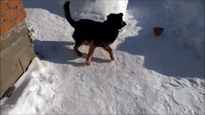 Поставили обогреватель в курятник,на улице минус 30