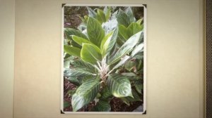 Аглаонема переменчивая (Aglaonema commutatum) Аглаонема скромная и переменчивая.