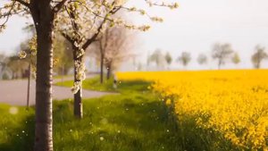 Удивительное красивое чтение Корана. Чтец Тарик Мухаммад. Слушай наушниках (11)