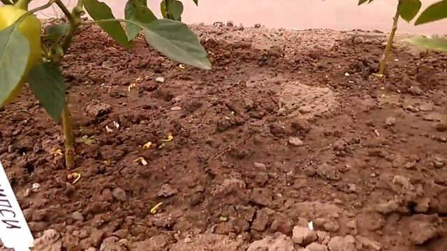 Обзор ранних сортов перца в парнике. Блонди и Джипси. 02.07.18. смотреть онлайн