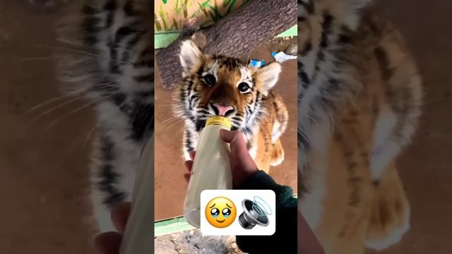 мечтая кормить животных без страха… ?? #animals #shorts смотреть онлайн