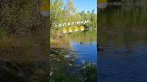 Лысухи. Такие птицы. #птицы #природа