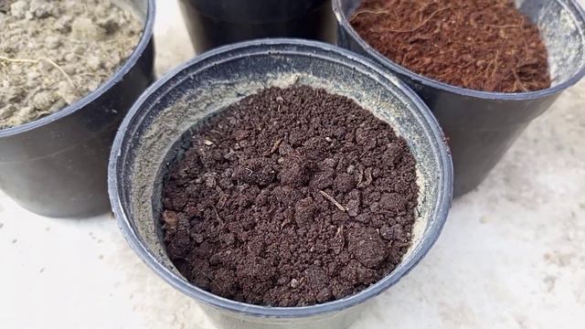 ক্রিস্টমাস ক্যাকটাসের যত্ন | How to Care Cristmas Cactus | Epiphyllum Oxypetalum | Crab Cactus смотреть онлайн