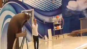 акваарк троя турця