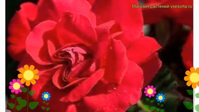 Роза плетистая Грас эн Хейденлберг. Краткий обзор, описание характеристик Gruss an Heidelberg смотреть онлайн