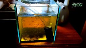 Продолжаю растить АРТЕМИЮ на ТЕТРАСЕЛМИСЕ!