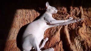 Петерболд - породы кошек