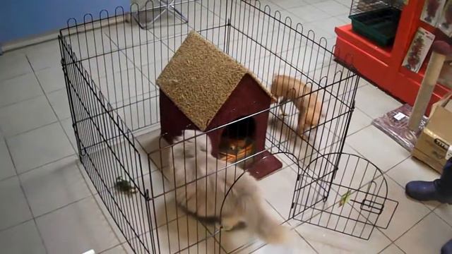 Вольер для собачки смотреть онлайн