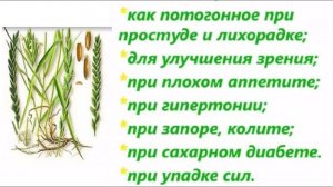 Диабет или нет? День 78 (16.09.23). Корень пырея при сахарном диабете, полезные свойства.