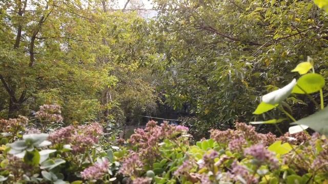 Балконный огород: переезд на подоконник дегустируем инжир желтый смотреть онлайн