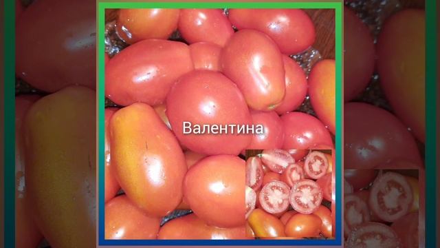 Видеокаталог низкорослых томатов 2023. Часть1#семенатоматов#коллекционныесемена#алтайскоесело#перее