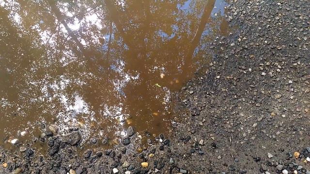 Отражение в луже/Reflection in a puddle смотреть онлайн