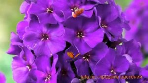 Флокс метельчатый Кинг (phlox paniculata the king) ? Кинг обзор: как сажать, рассада флокса Кинг