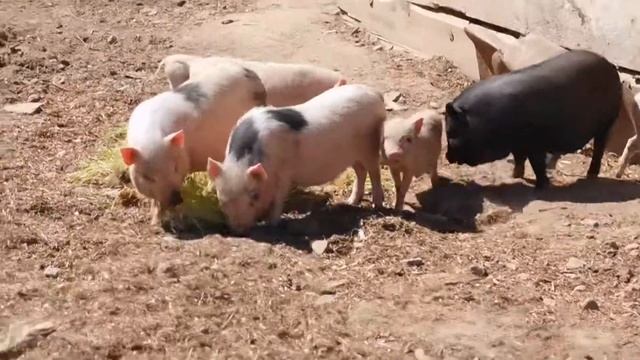 Вьетнамские поросята кушают зелень из пророщенного зерна - экоферма"К5"