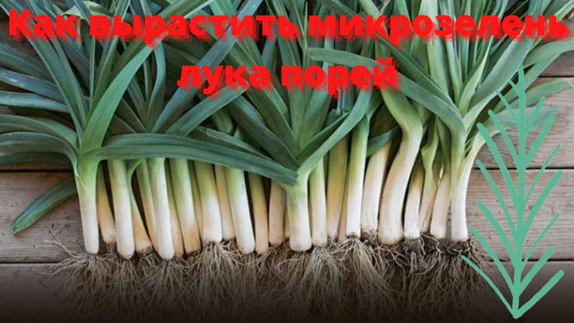 Leek. Лук-порей. Лук латук. Жемчужный лук лук-порей. Лук порей луковица.