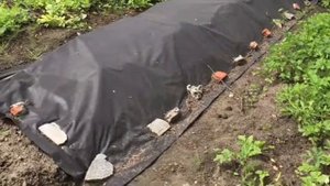 Картофель из опилок на грядку