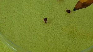 Погибают ли КЛОПЫ В ВОДЕ?