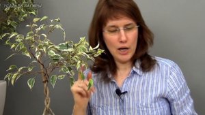 Плетение косичкой фикуса Бенджамина (ч.4).