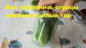 Как сохранить огурци свежими целый год?